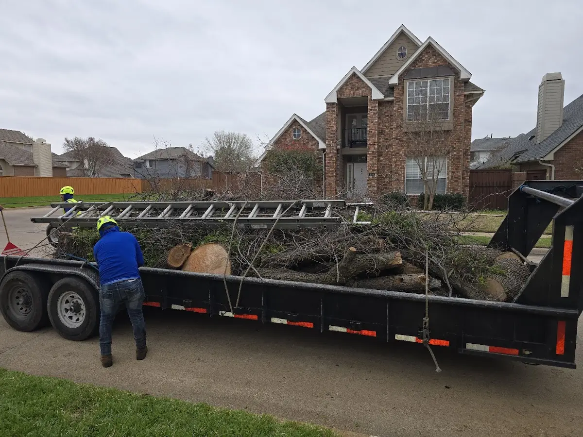 Expert Tree Pest Control with proper safety equipment in Georgetown